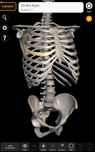 Screenshot of Skeleton | 3D Anatomy