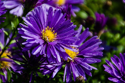 Flowers Jigsaw Puzzles