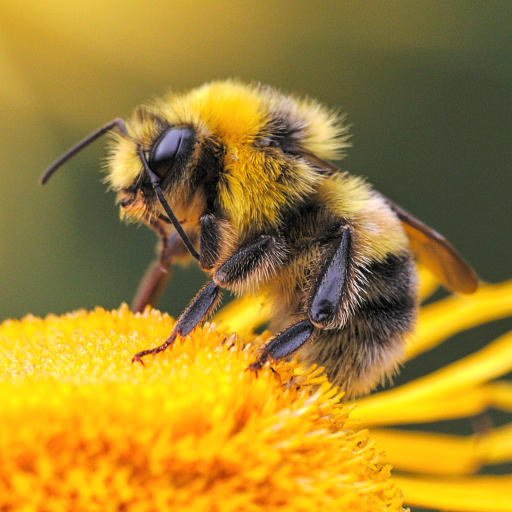Bee Sounds - AppWisp.com