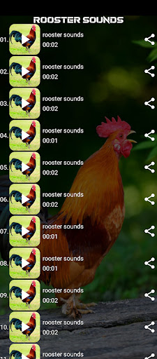 rooster sounds Screen 2