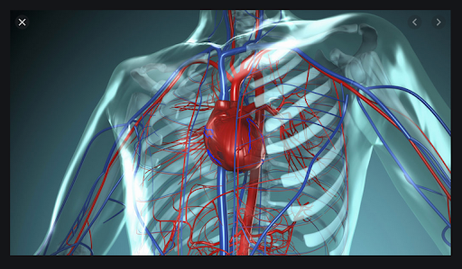 Human anatomy. The human body