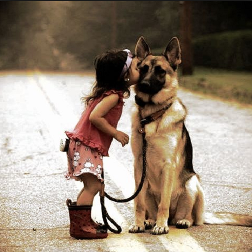 Mieux Connaitre Son Chien