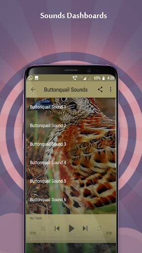 Buttonquail Sounds Screen 3