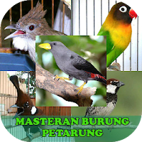 Masteran Untuk Burung Petarung