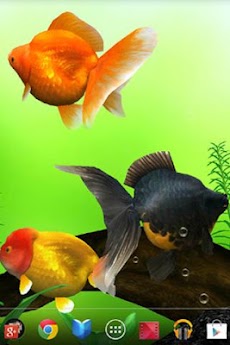 金魚 Gold Fish 3D free ライブ壁紙のおすすめ画像5