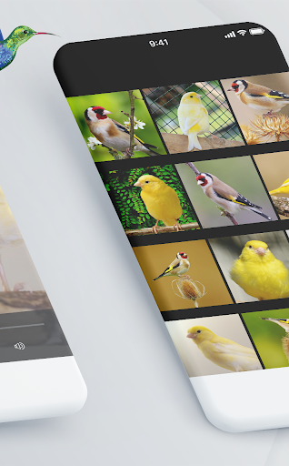 chants chardonneret et canari Screen 3