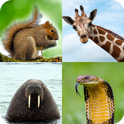 图标图片“Animal Quiz: Guess the Animal”