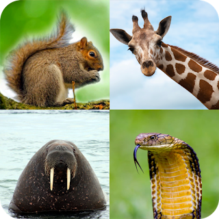 Animal Quiz: Guess the Animal apk