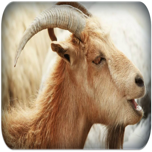 Goat sounds - Apps on Google Play
