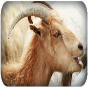 Goat sounds