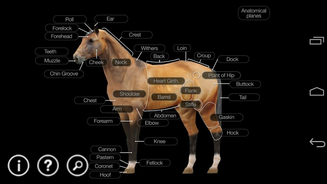 Screenshot 3 Horse Anatomy: Equine 3D android