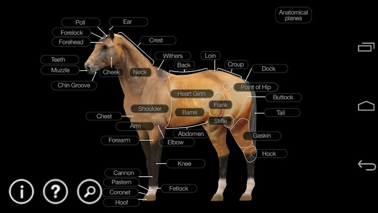 Horse Anatomy: Equine 3D - 2.13 - (Android)