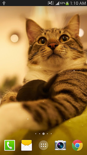 Android application Cat Live Wallpaper screenshort