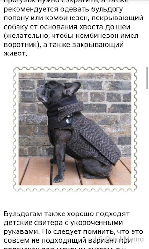 Французский бульдог