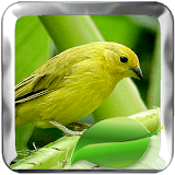 Canary Bird Therapy Master icon