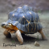 Tortoise Wallpaper LWP icon