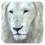 White Lion Wallpaper icon