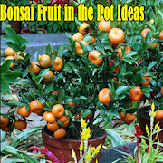 Bonsai Fruit in the Pot