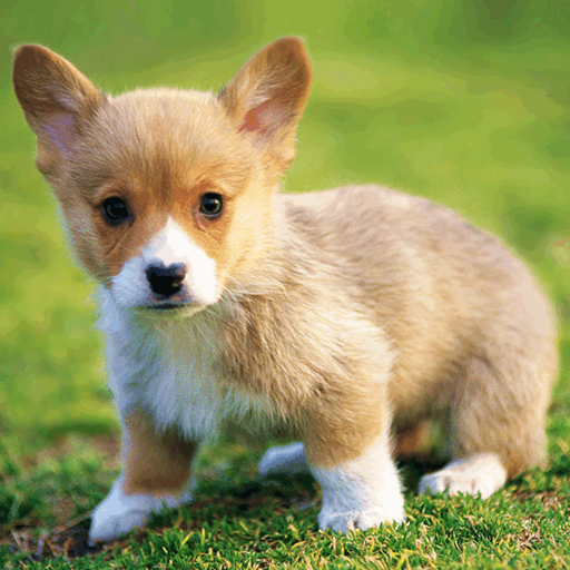 Corgi Wallpapers Google Play のアプリ