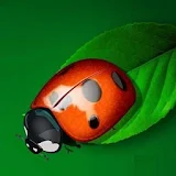 3D ladybird icon