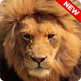 Lion HD Wallpapers icon
