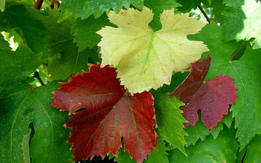 Android application Leaf Jigsaw Puzzles screenshort