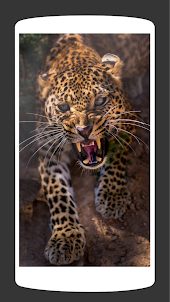 Wild Leopard Wallpaper HD 4K