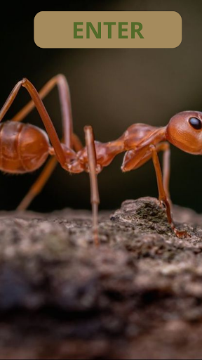 Android application Wallpaper Forest Ants screenshort