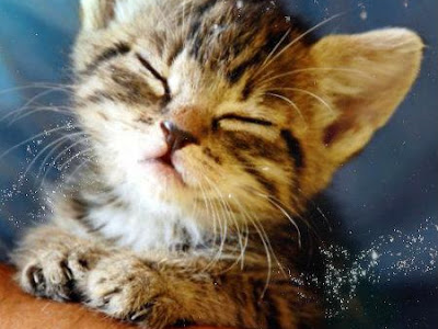 [最も欲しかった] 待ち受け 可愛い 子猫 画像 702251