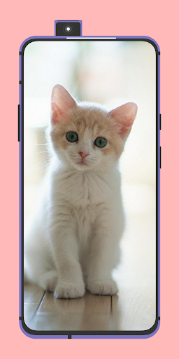 Android application Cute Cats Wallpapers 4k pics screenshort