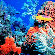 Coral Reef Hd Wallpaper