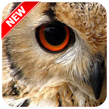 Owl Wallpaper icon