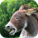 Cover Image of Download Donkey Sounds  APK