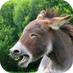 Symbolbild für Donkey Sounds