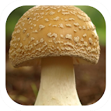 brown mushroom food theme icon