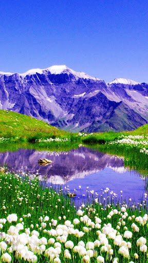 Spring Flowers Wallpapers Screen 2