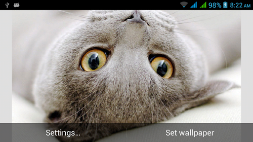 Funny Cats Live Wallpapers