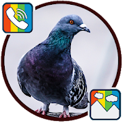 Pigeon - RINGTONES and WALLPAPERS