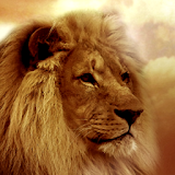 Ultimate Lion Wallpapers icon