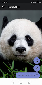 Screenshot 7 Pandas Fondos de Pantalla android