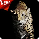 Cheetah Wallpaper icon