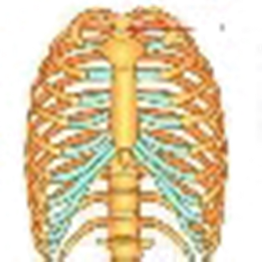 Sistem Gerak Pada Manusia
