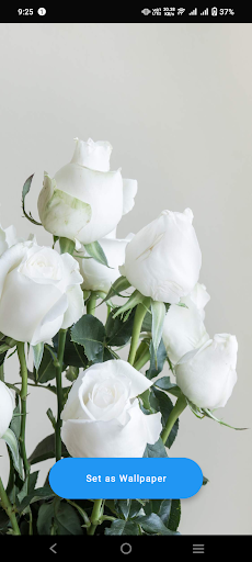Android application White Roses Wallpaper screenshort
