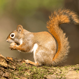 Squirrel Sounds - Squirrel Calls for Hunting icon