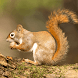 Squirrel Hunting Calls - Androidアプリ