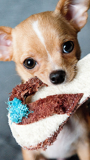 Android application little dog wallpaper screenshort