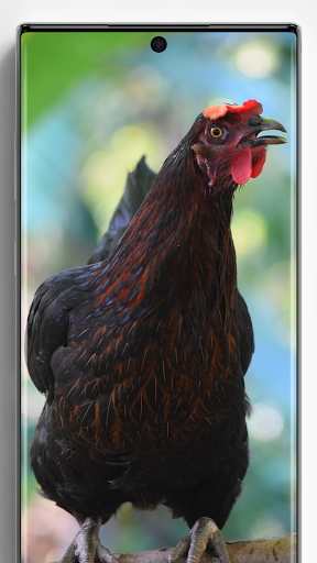 Chicken Wallpapers