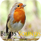 Birds Sounds icon