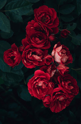 Red Flowers Wallpapers HD 2024