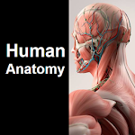 Cover Image of Télécharger Human Anatomy Quiz  APK